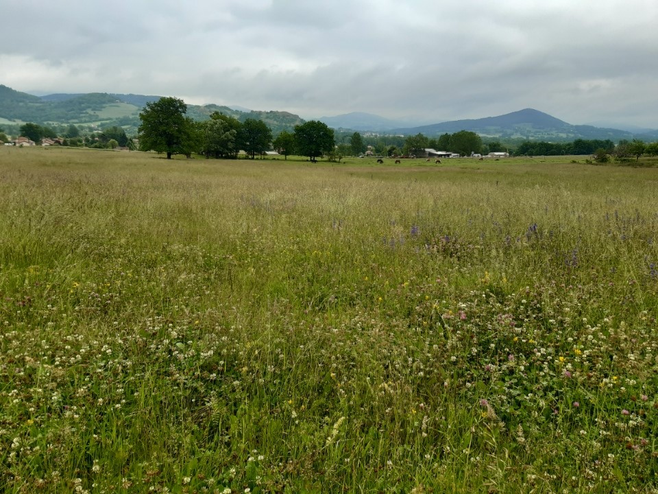 Prairie naturelle Semences du Puy